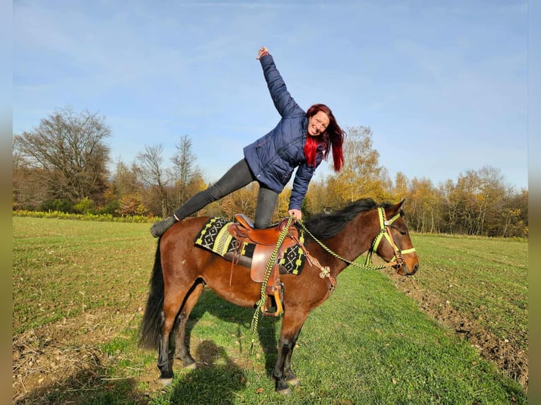Quarter Pony Mix Wallach 3 Jahre 146 cm Brauner in Linkenbach
