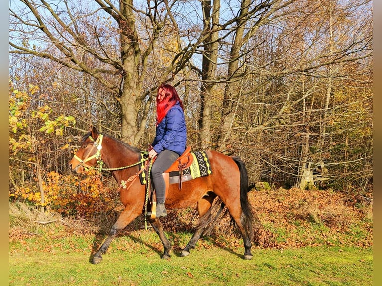 Quarter Pony Mix Wallach 3 Jahre 146 cm Brauner in Linkenbach