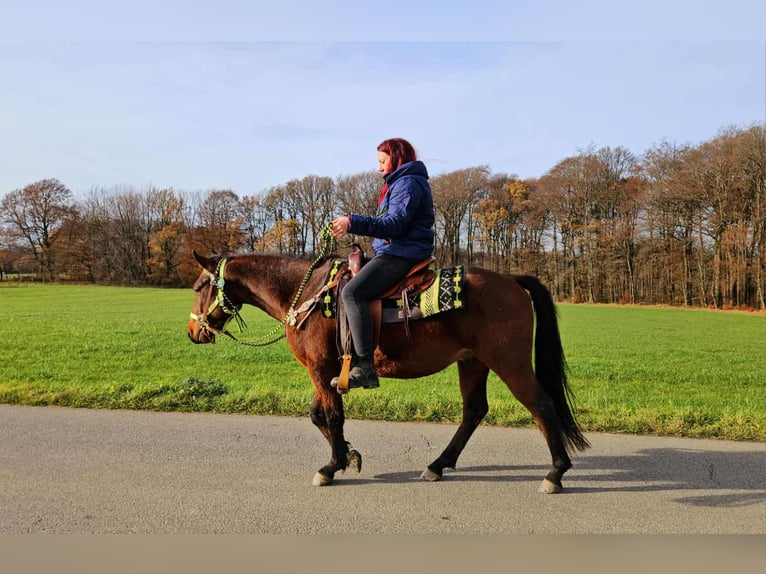 Quarter Pony Mix Wallach 3 Jahre 146 cm Brauner in Linkenbach