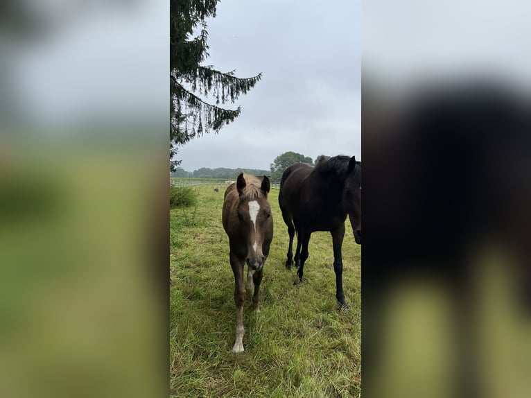 Quarter Pony Mix Wallach 3 Jahre 148 cm Fuchs in Ahaus