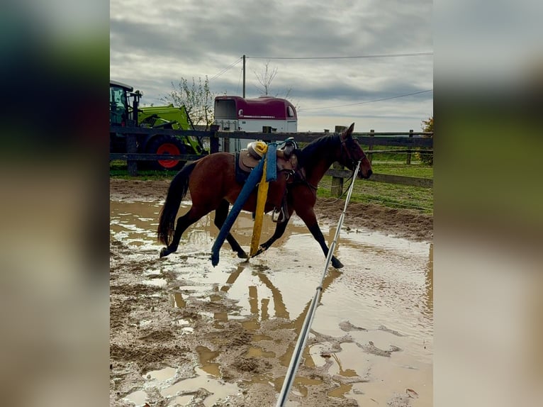Quarter Pony Mix Wallach 3 Jahre 150 cm Brauner in Daleiden
