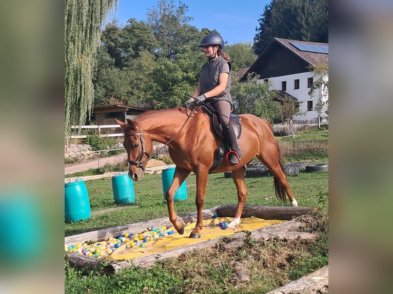 Quarter Pony Wallach 3 Jahre 152 cm Fuchs in Bayerbach