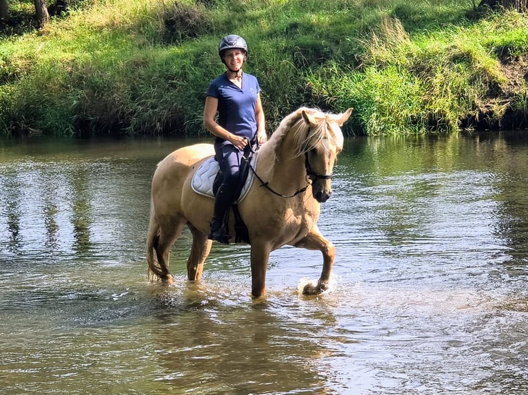 Quarter Pony Wallach 3 Jahre 155 cm Palomino in Leszno Dolne