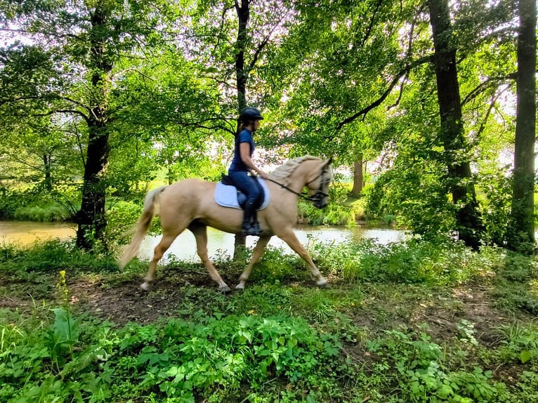Quarter Pony Wallach 3 Jahre 155 cm Palomino in Leszno Dolne