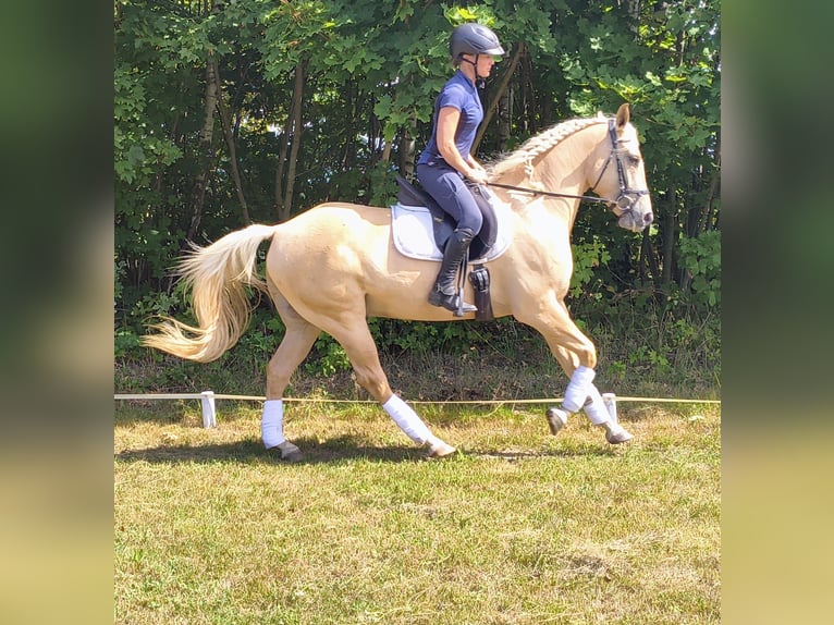 Quarter Pony Wallach 3 Jahre 155 cm Palomino in Leszno Dolne