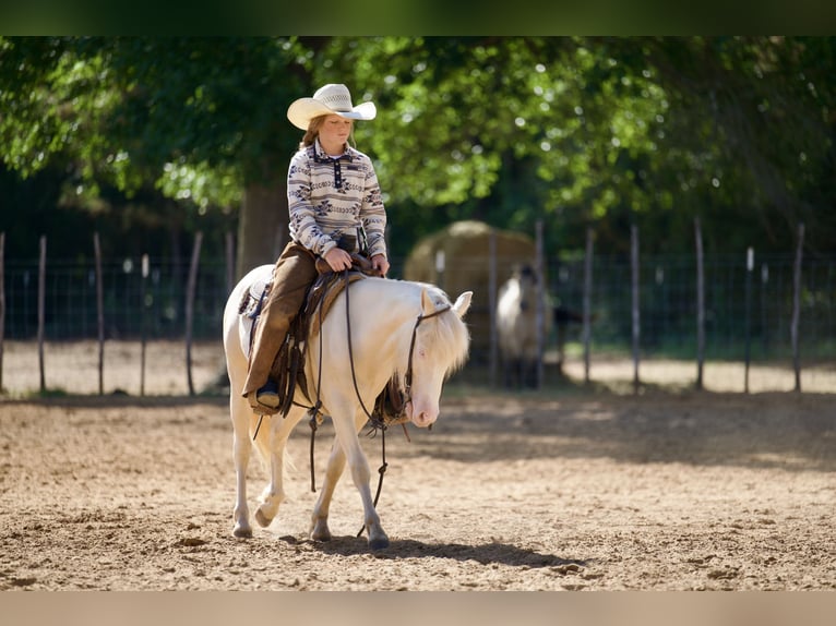 Quarter Pony Wallach 4 Jahre 122 cm Cremello in Bloomburg