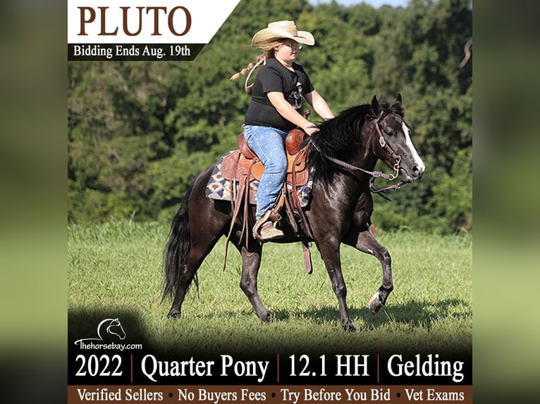 Quarter Pony Wallach 4 Jahre 124 cm Rappe in Sonora, KY