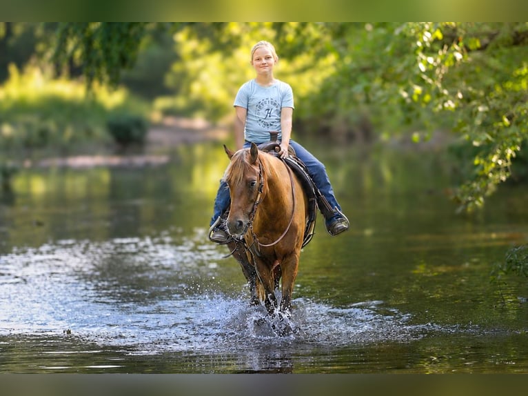 Quarter Pony Wallach 4 Jahre 132 cm Rotbrauner in Sedalia
