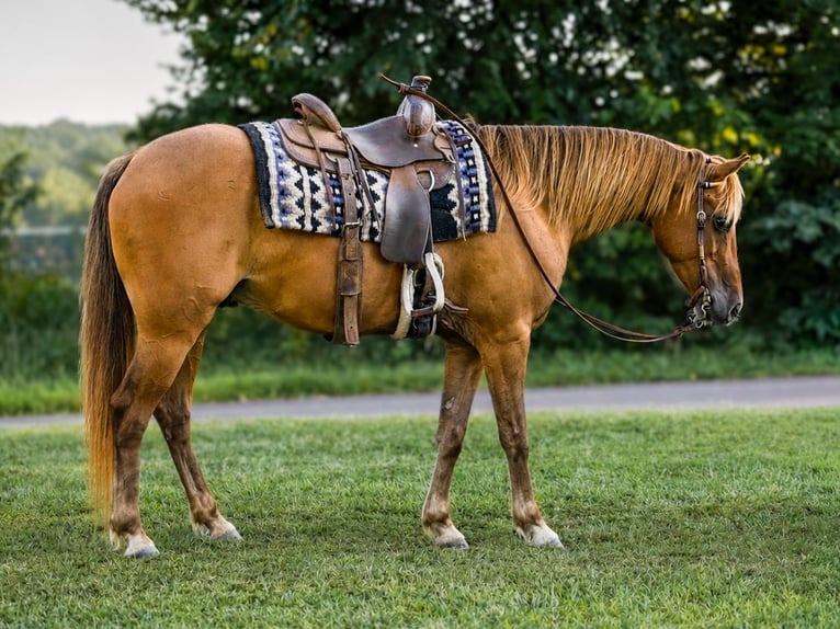 Quarter Pony Wallach 4 Jahre 132 cm Rotbrauner in Sedalia