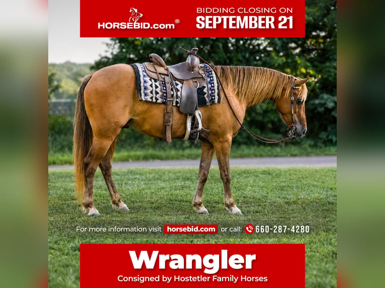 Quarter Pony Wallach 4 Jahre 132 cm Rotbrauner in Sedalia