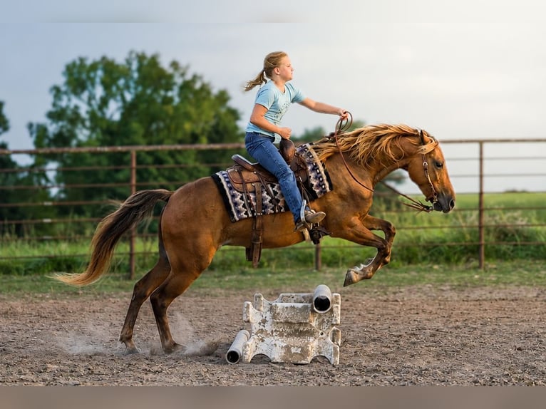 Quarter Pony Wallach 4 Jahre 132 cm Rotbrauner in Sedalia