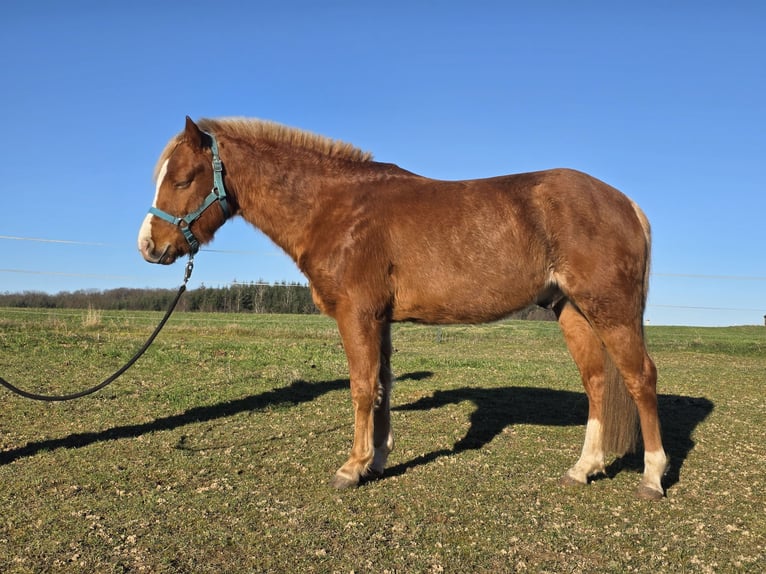 Quarter Pony Wallach 4 Jahre 136 cm Rabicano in Rettert