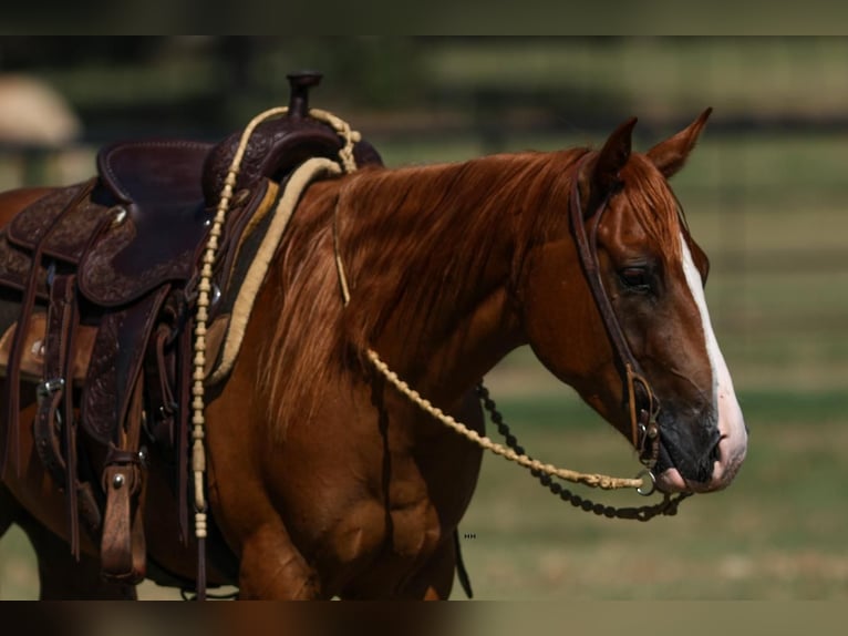 Quarter Pony Wallach 4 Jahre 142 cm Rotfuchs in Joshua, TX