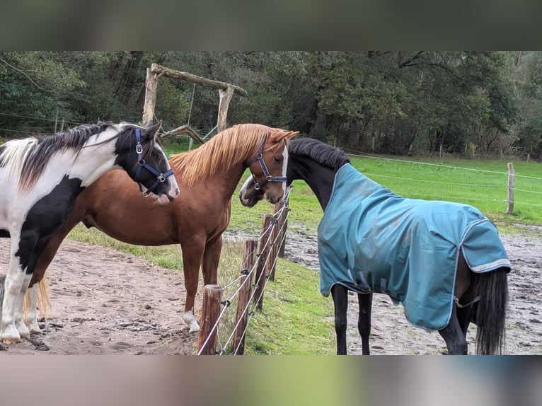 Quarter Pony Wallach 4 Jahre 145 cm Fuchs in Tarmstedt