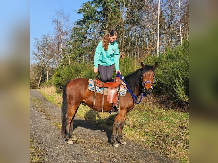 Quarter Pony Wallach 4 Jahre 146 cm Brauner in Linkenbach