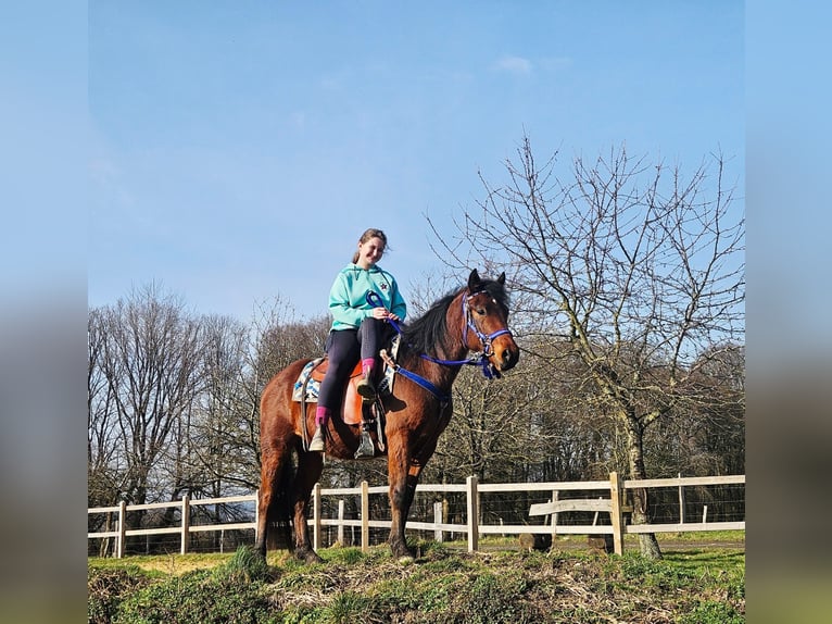 Quarter Pony Wallach 4 Jahre 146 cm Brauner in Linkenbach