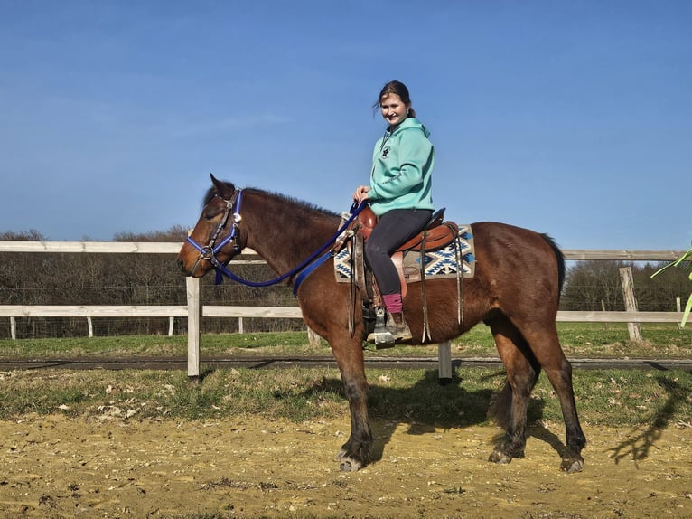 Quarter Pony Wallach 4 Jahre 146 cm Brauner in Linkenbach