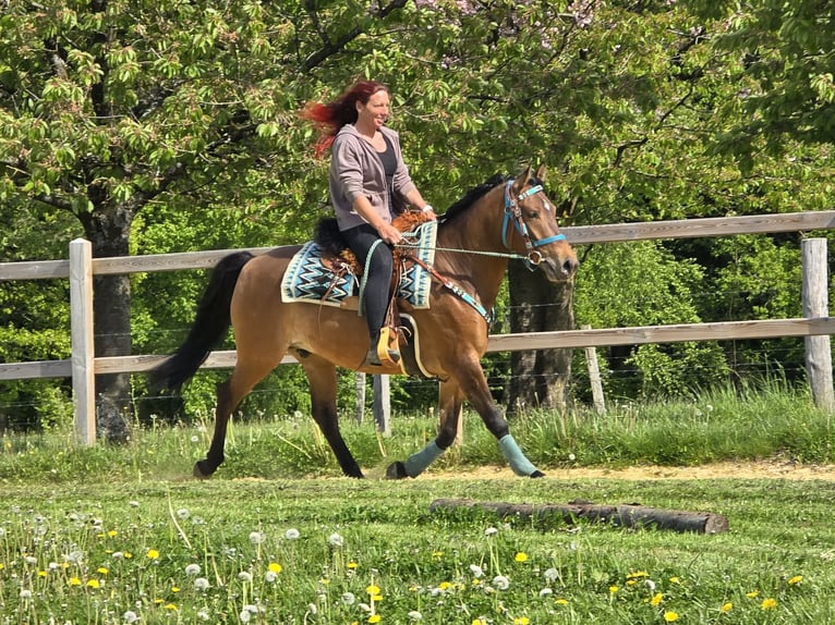 Quarter Pony Mix Wallach 4 Jahre 152 cm Brauner in Linkenbach