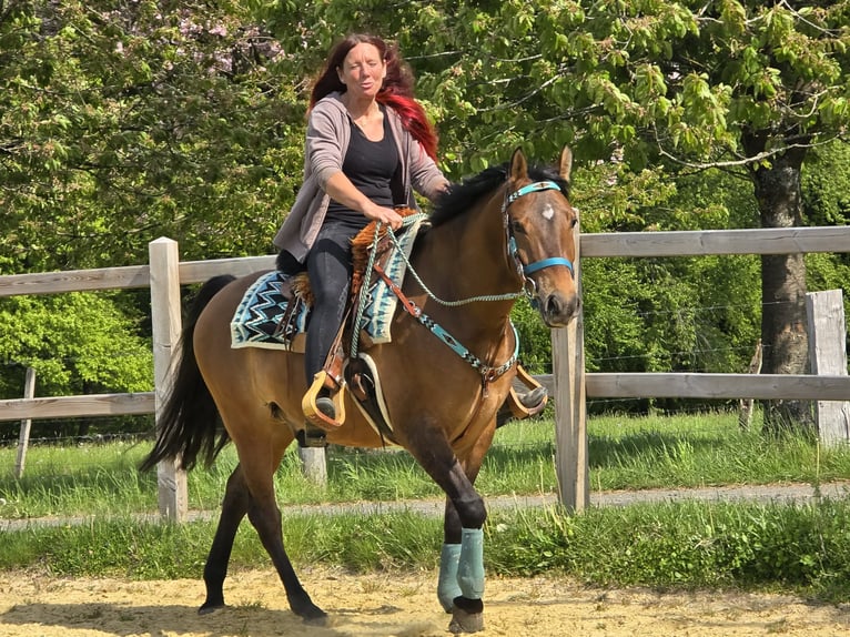 Quarter Pony Mix Wallach 4 Jahre 152 cm Brauner in Linkenbach