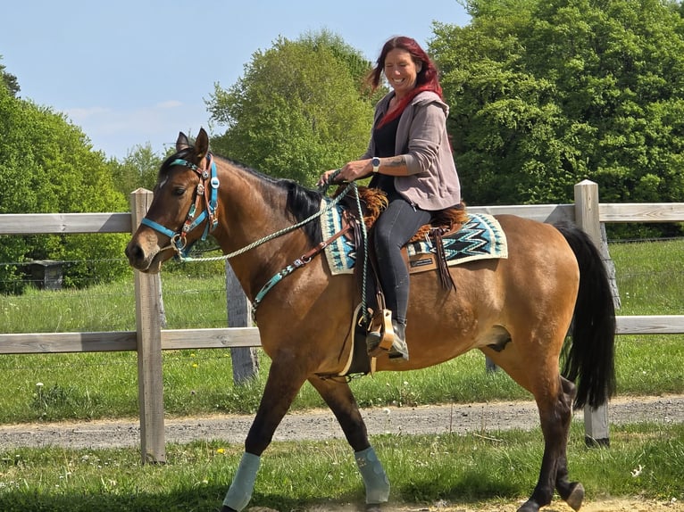 Quarter Pony Mix Wallach 4 Jahre 152 cm Brauner in Linkenbach