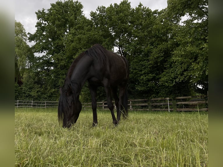 Quarter Pony Mix Wallach 4 Jahre 155 cm Rappe in Essen