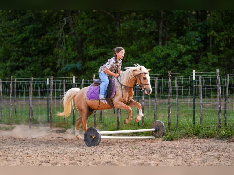 Quarter Pony Wallach 4 Jahre Palomino in Bloomburg