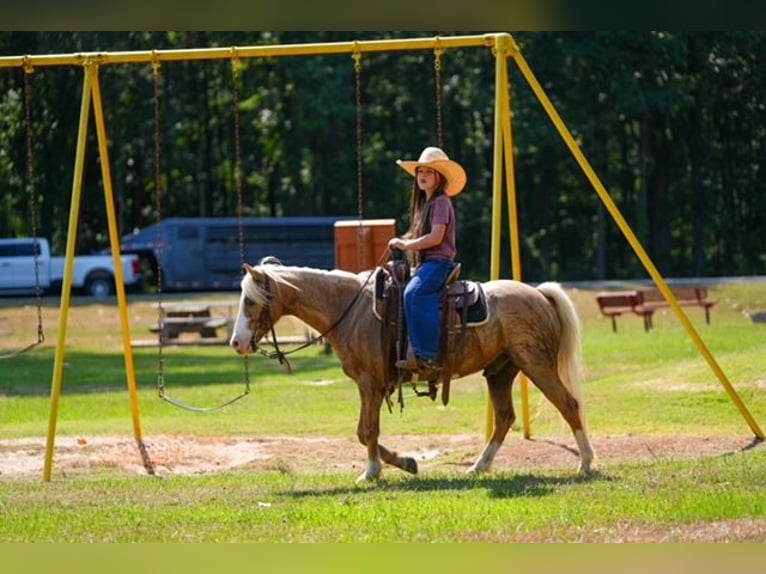 Quarter Pony Wallach 4 Jahre Palomino in Bloomburg