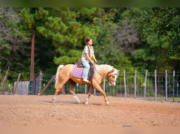 Quarter Pony Wallach 4 Jahre Palomino in Bloomburg