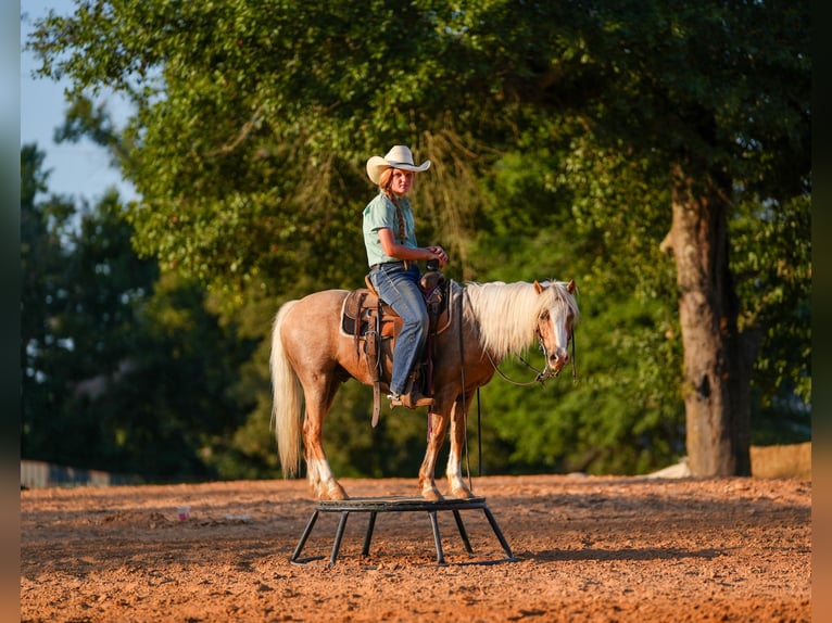 Quarter Pony Wallach 4 Jahre Palomino in Bloomburg