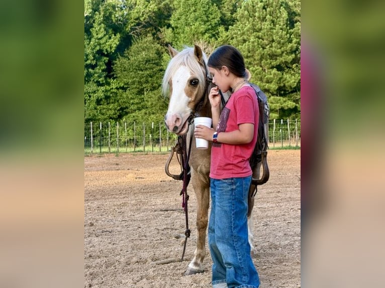 Quarter Pony Wallach 4 Jahre Palomino in Bloomburg