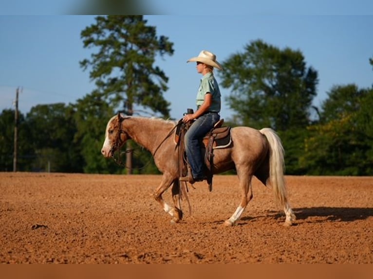 Quarter Pony Wallach 4 Jahre Palomino in Bloomburg