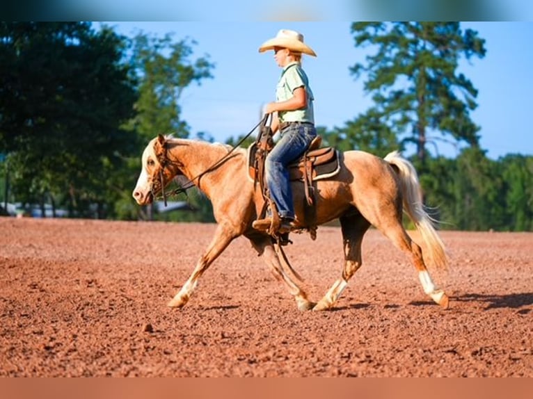 Quarter Pony Wallach 4 Jahre Palomino in Bloomburg