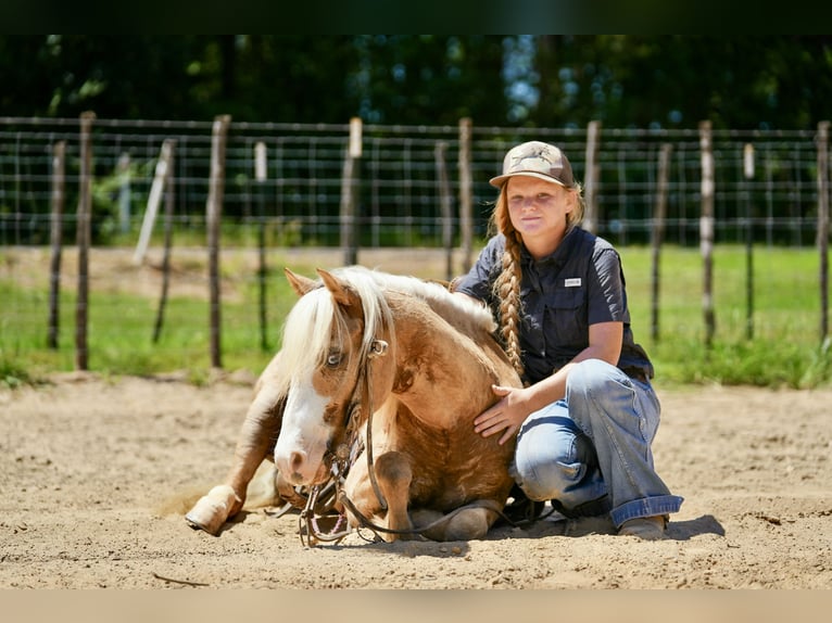 Quarter Pony Wallach 4 Jahre Palomino in Bloomburg