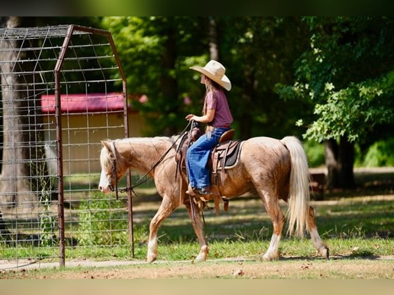 Quarter Pony Wallach 4 Jahre Palomino in Bloomburg