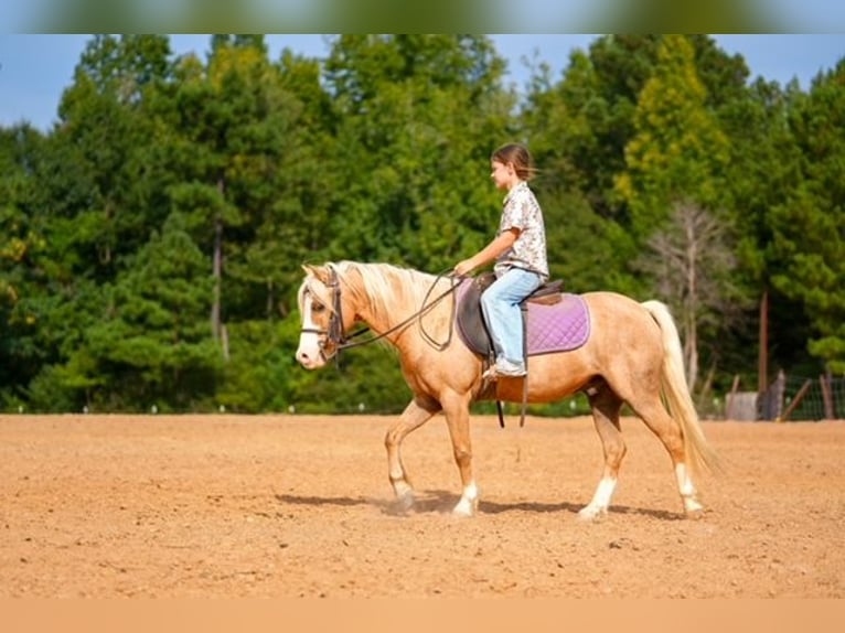 Quarter Pony Wallach 4 Jahre Palomino in Bloomburg