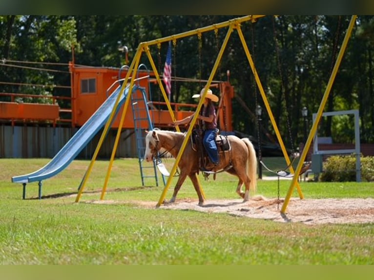 Quarter Pony Wallach 4 Jahre Palomino in Bloomburg