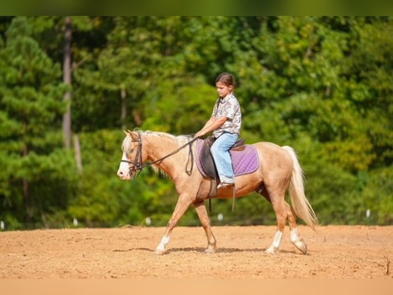 Quarter Pony Wallach 4 Jahre Palomino in Bloomburg