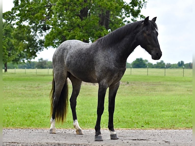 Quarter Pony Wallach 4 Jahre Roan-Blue in Sulphur Springs