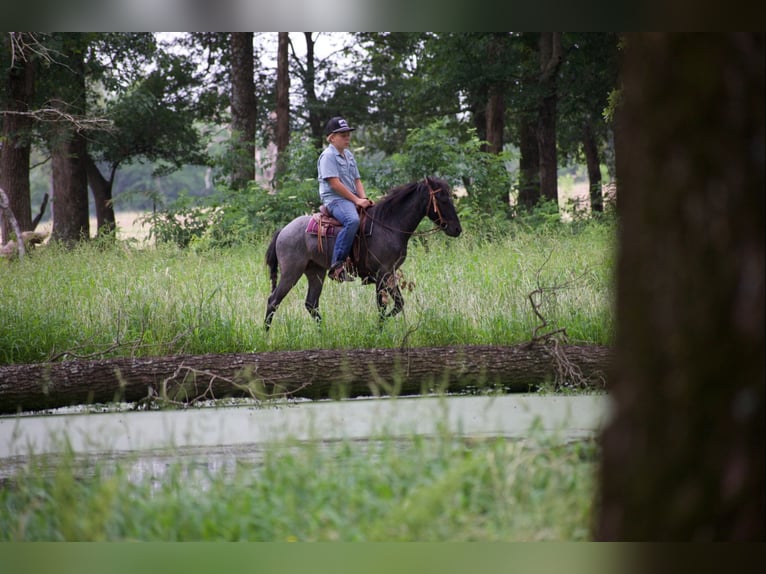 Quarter Pony Wallach 4 Jahre Roan-Blue in Sulphur Springs