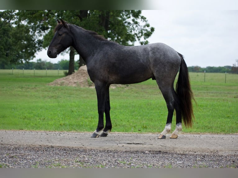 Quarter Pony Wallach 4 Jahre Roan-Blue in Sulphur Springs