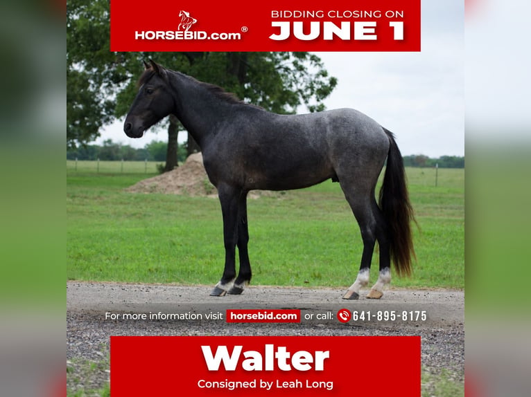 Quarter Pony Wallach 4 Jahre Roan-Blue in Sulphur Springs