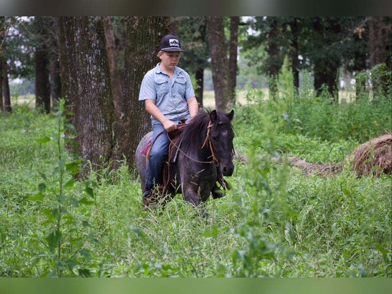 Quarter Pony Wallach 4 Jahre Roan-Blue in Sulphur Springs