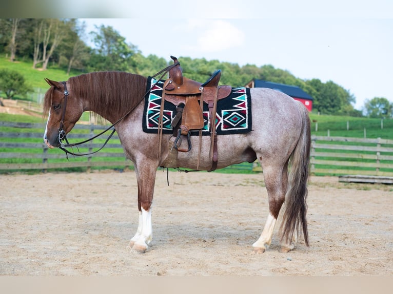 Quarter Pony Wallach 4 Jahre Roan-Red in Baltic