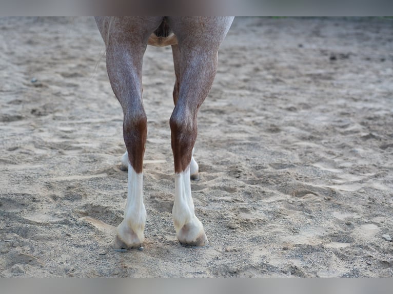 Quarter Pony Wallach 4 Jahre Roan-Red in Baltic