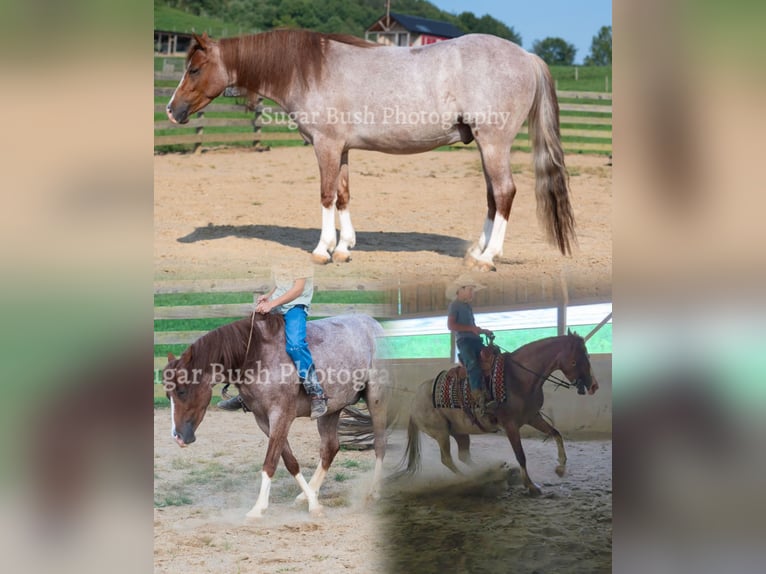 Quarter Pony Wallach 4 Jahre Roan-Red in Baltic