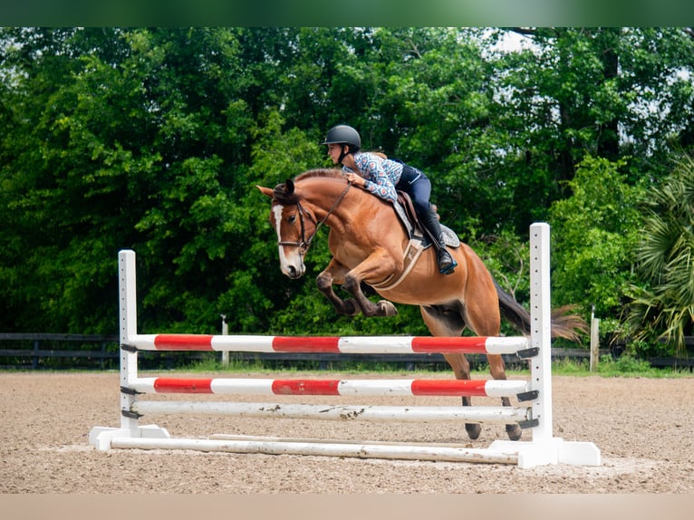 Quarter Pony Wallach 4 Jahre Rotbrauner in Ocala