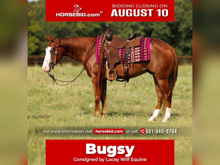 Quarter Pony Wallach 4 Jahre Rotfuchs in Quitman