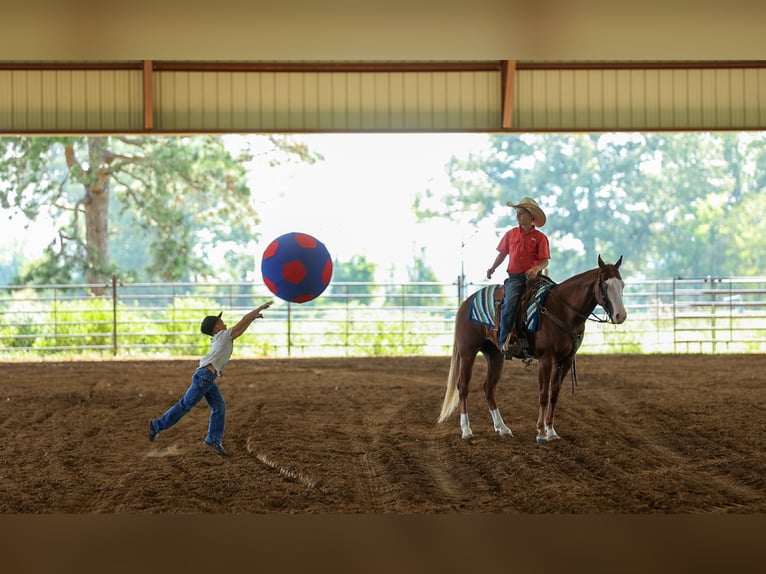 Quarter Pony Wallach 4 Jahre Rotfuchs in Quitman