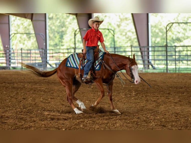 Quarter Pony Wallach 4 Jahre Rotfuchs in Quitman