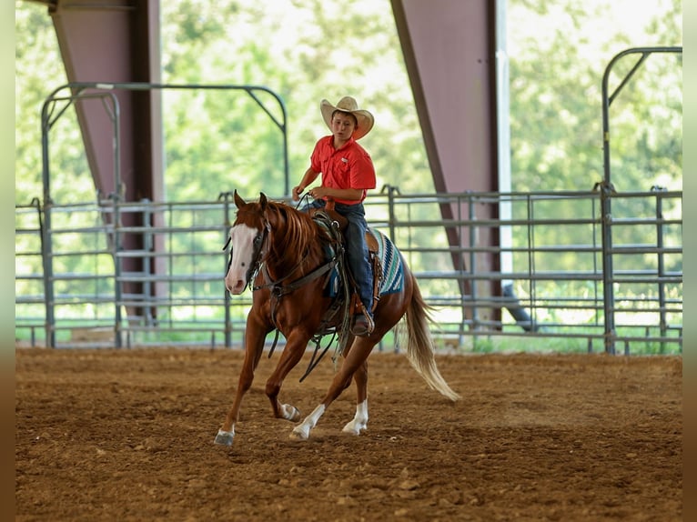 Quarter Pony Wallach 4 Jahre Rotfuchs in Quitman